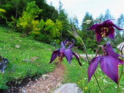 01 Aquilegia atrata (Aquilegia) sul sent. 129 prima di entrare nel bosco